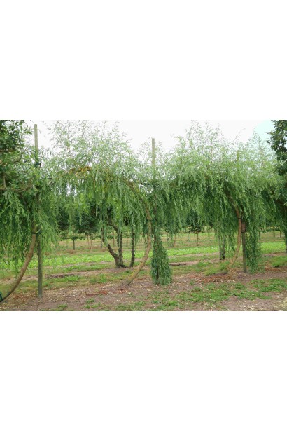 Ива Хрисокома сформирована дугой